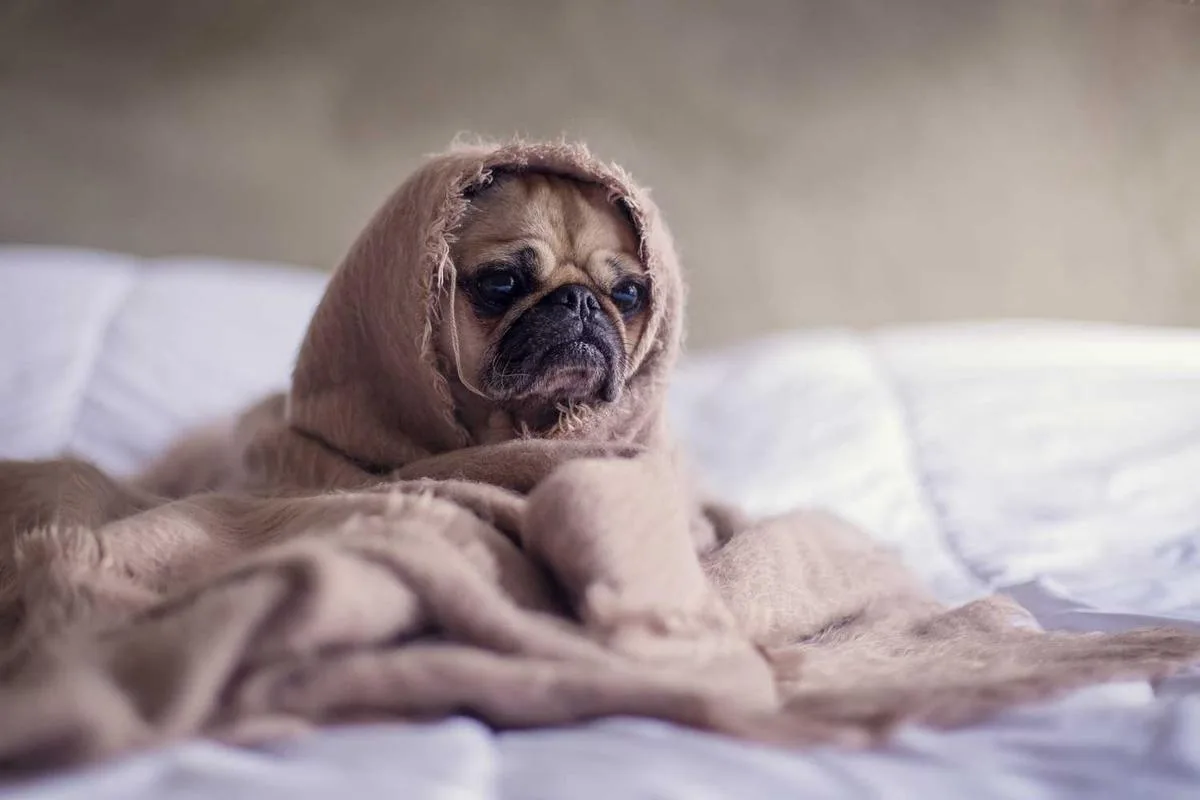 A pug wrapped in a soft, tan blanket rests on a bed, gazing thoughtfully in a softly